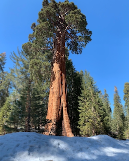 big trees